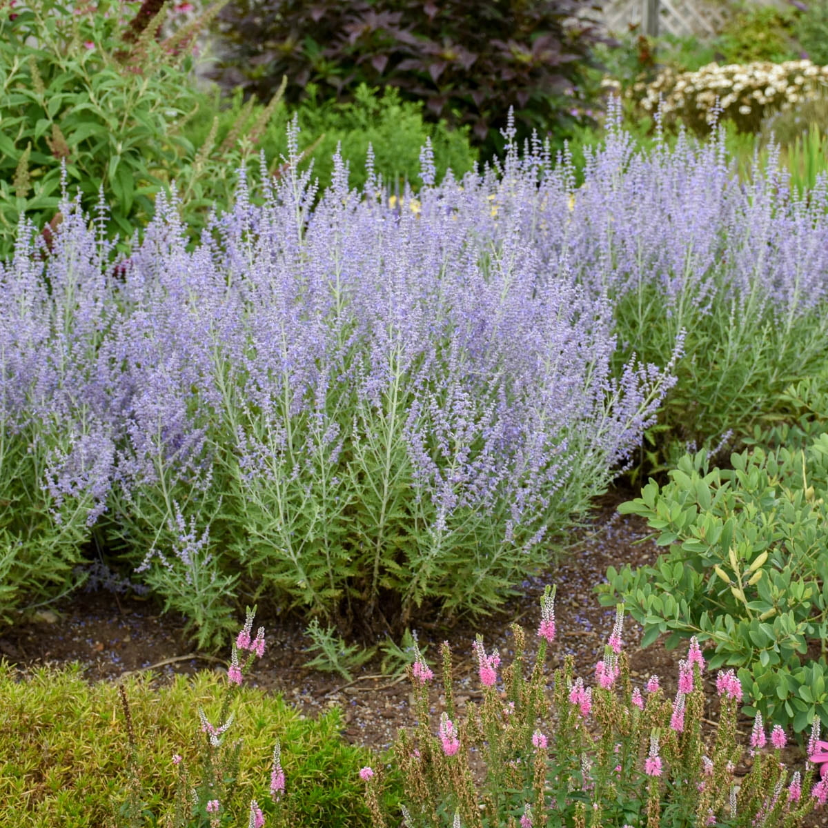 Blue Jean Baby Russian Sage (Perovskia) Dormant Bare Root Perennial Plant, 1-Pack