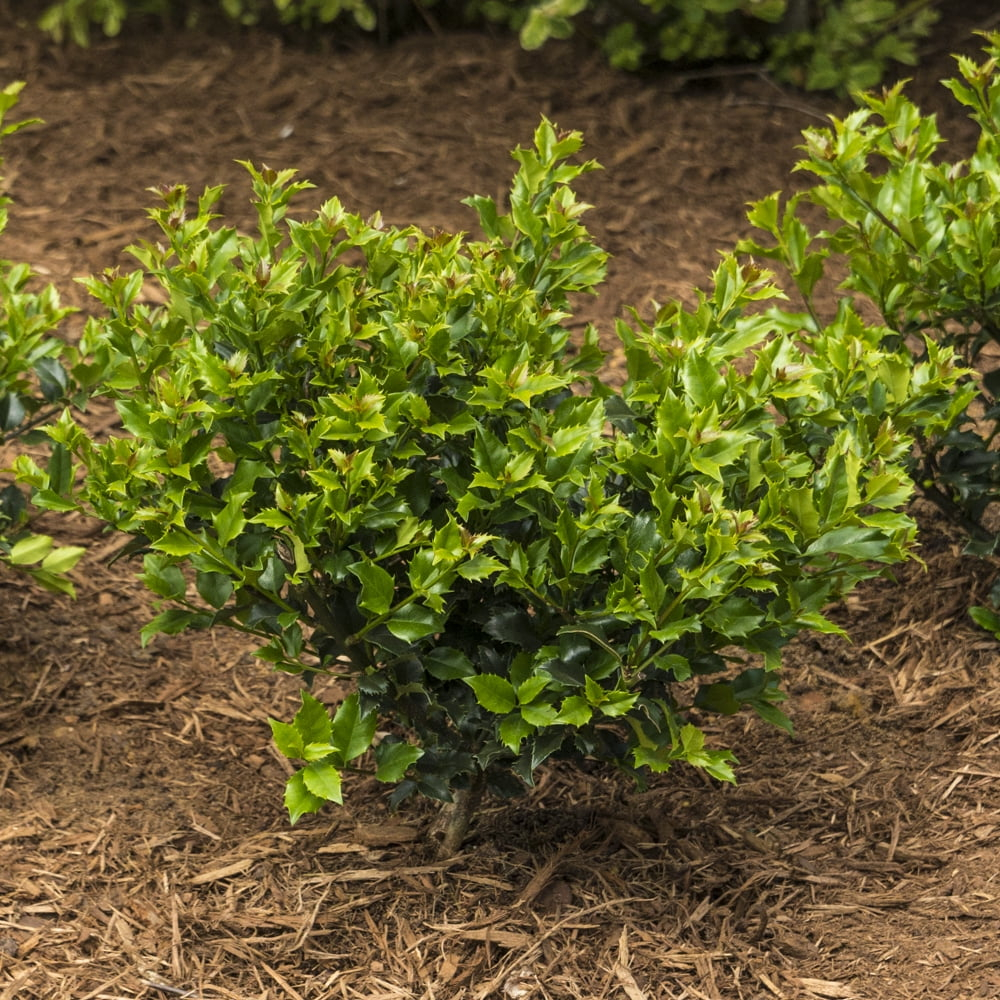 Blue Prince Holly Bush Potted Broadleaf Evergreen Shrub, in a 2.25 Gal. Pot