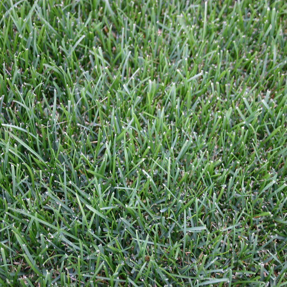 Bluegrass 500 sq. ft. Sod Pallet