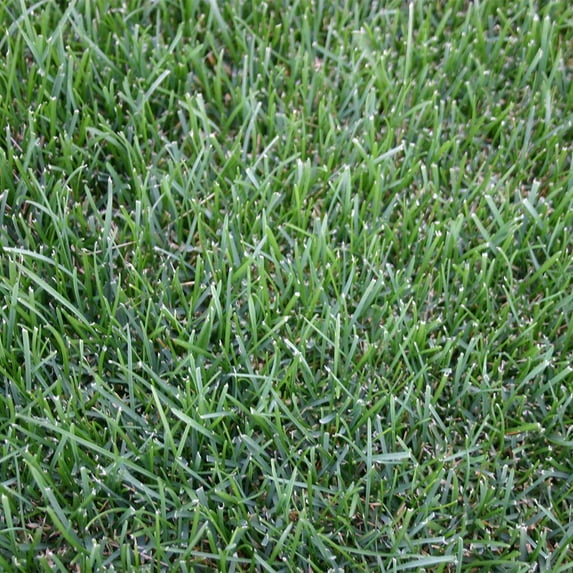 Bluegrass 500 sq. ft. Sod Pallet