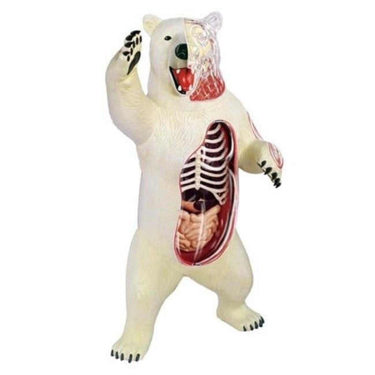 Brown Bear Anatomy Model