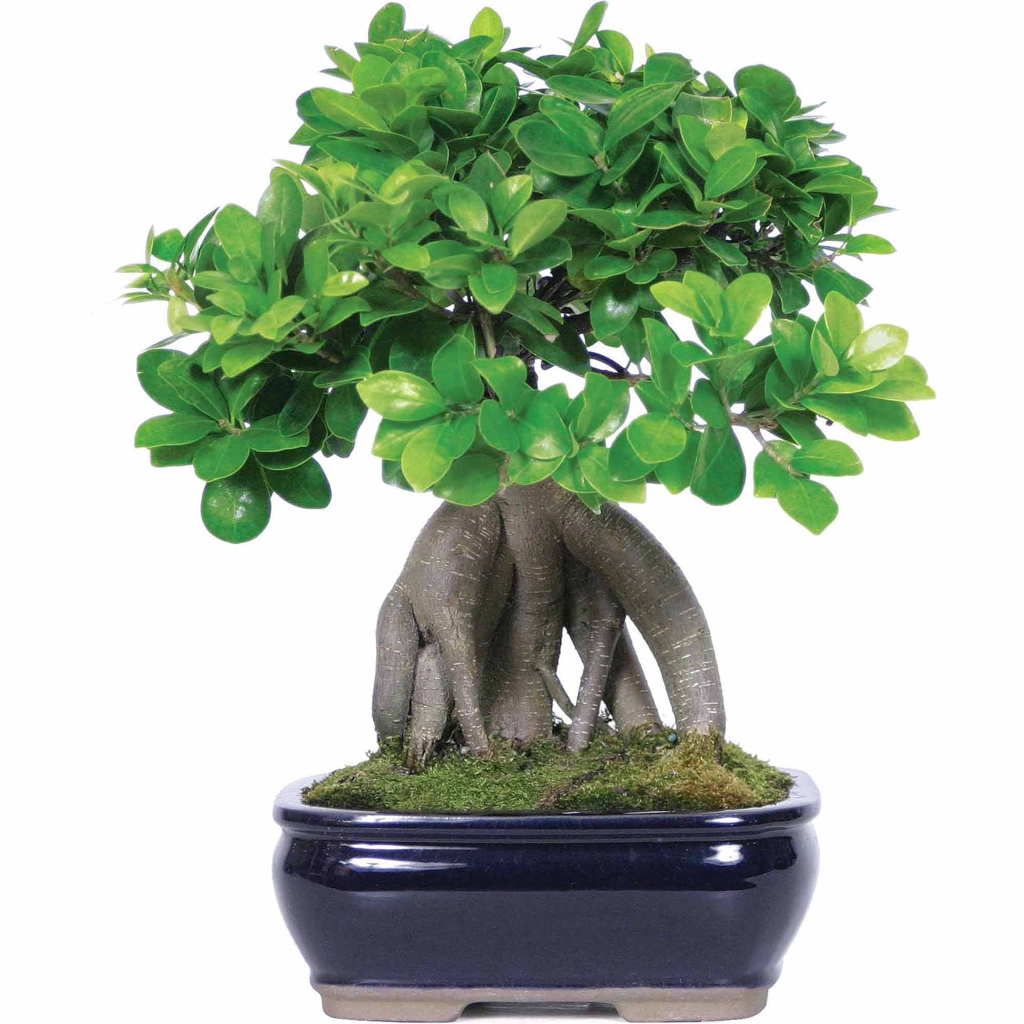 Brussel's Bonsai 12" Ginseng Grafted Ficus Live Plants in 6" Grower Pots (2 Count)