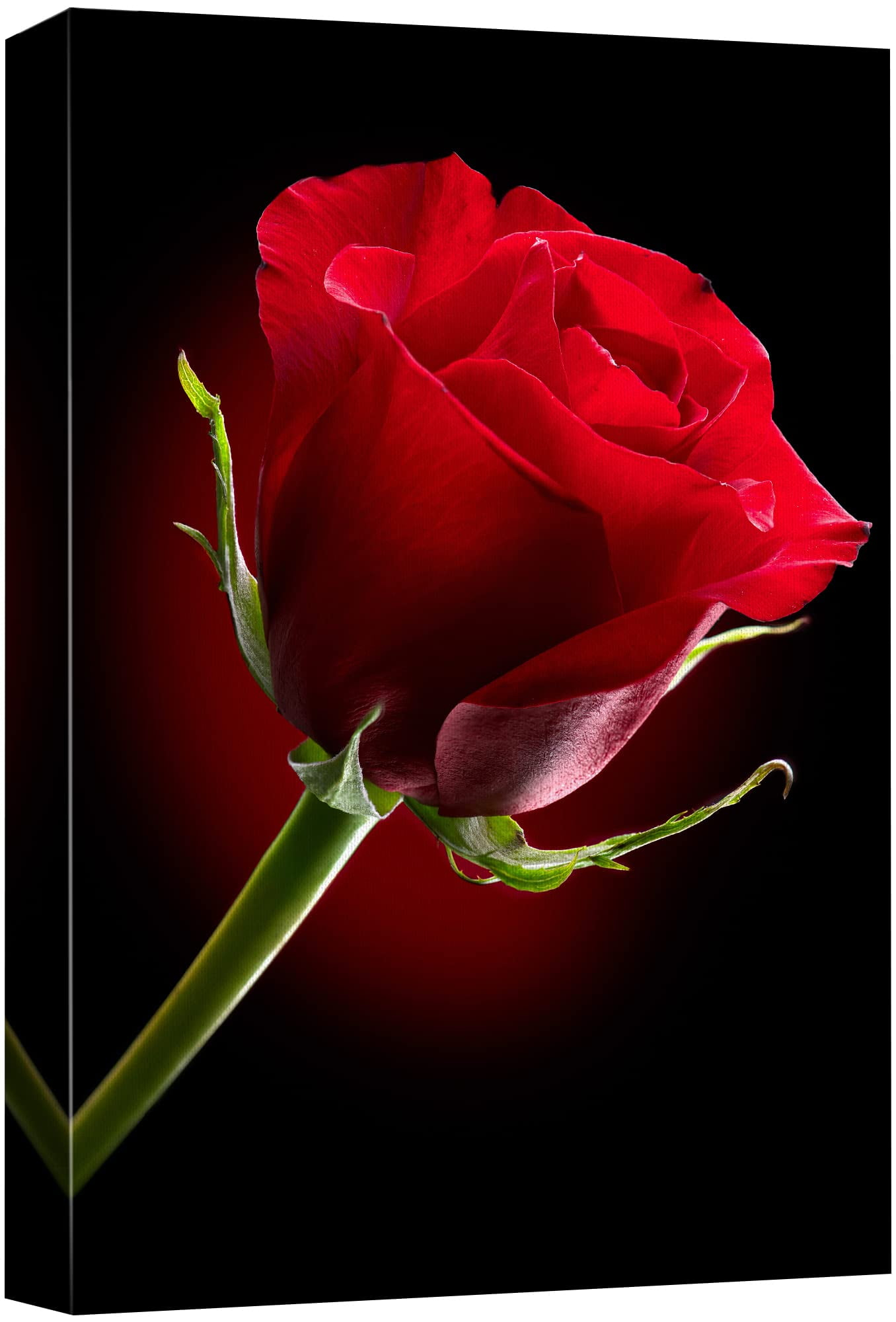 Canvas Prints Wall Art - Closeup of Red Rose Flower Against Black Background | Modern Wall Decor/Home Decoration Stretched Gallery Canvas Wrap Giclee Print & Ready to Hang - 32" x 48"
