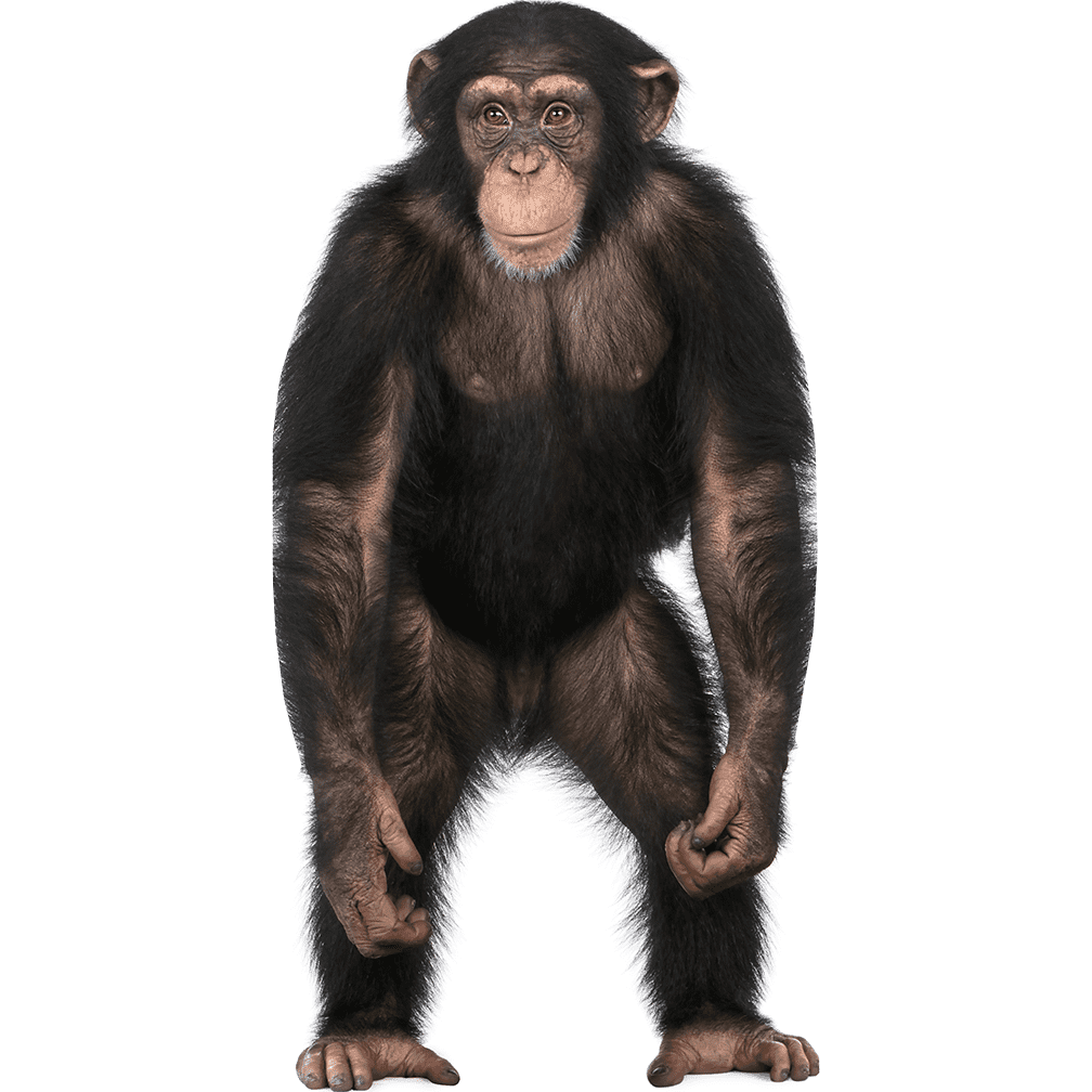 Wet Paint Printing Chimpanzee Cardboard Standup