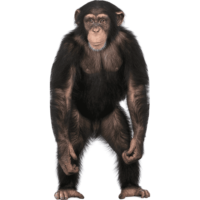 Wet Paint Printing Chimpanzee Cardboard Standup