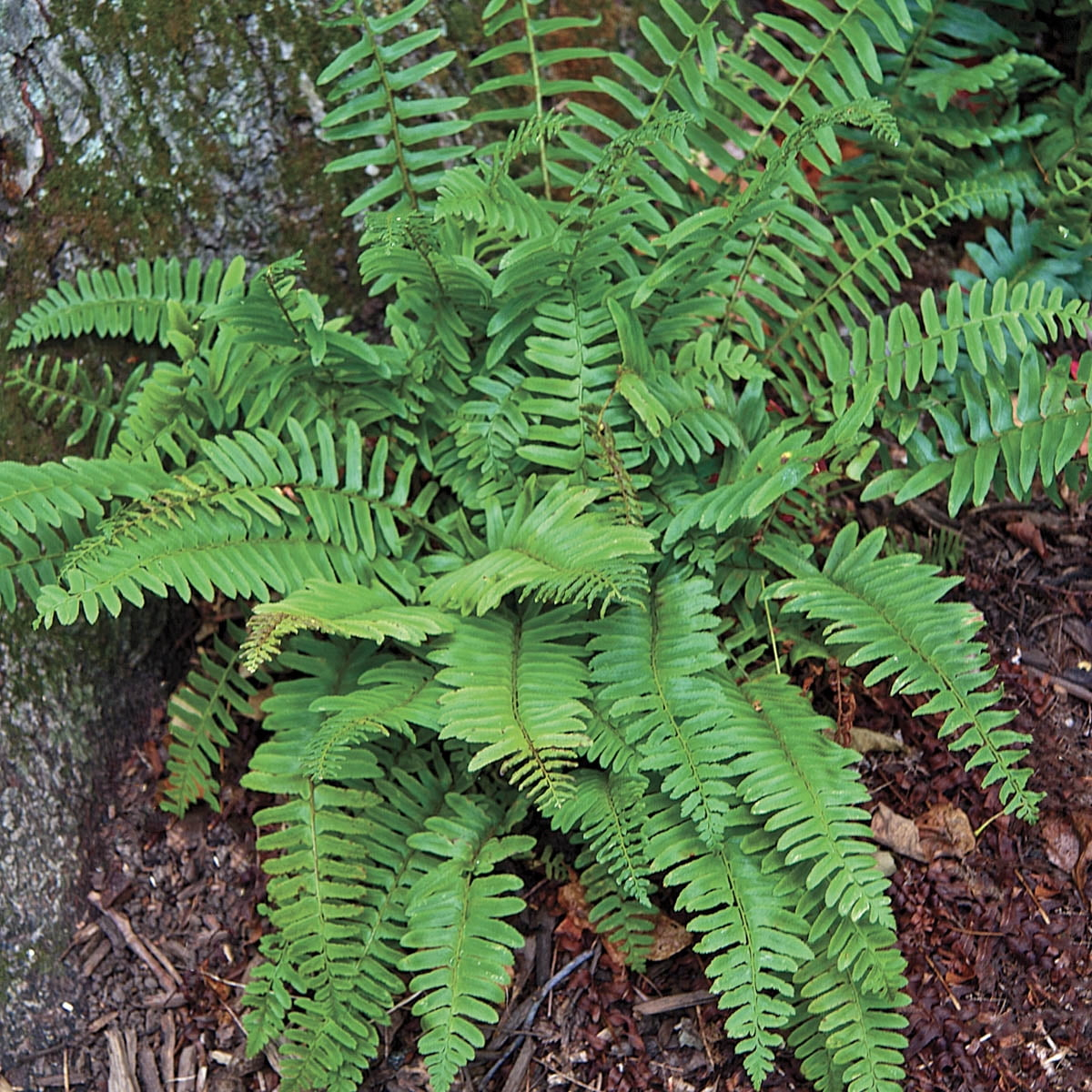 Christmas Fern Dormant Bare Root Perennial Roots (5-Pack)