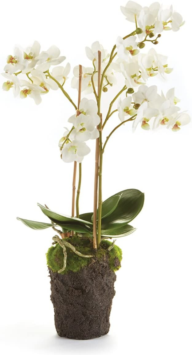 Conservatory PHALAENOPSIS Orchid Drop-in 20-INCH