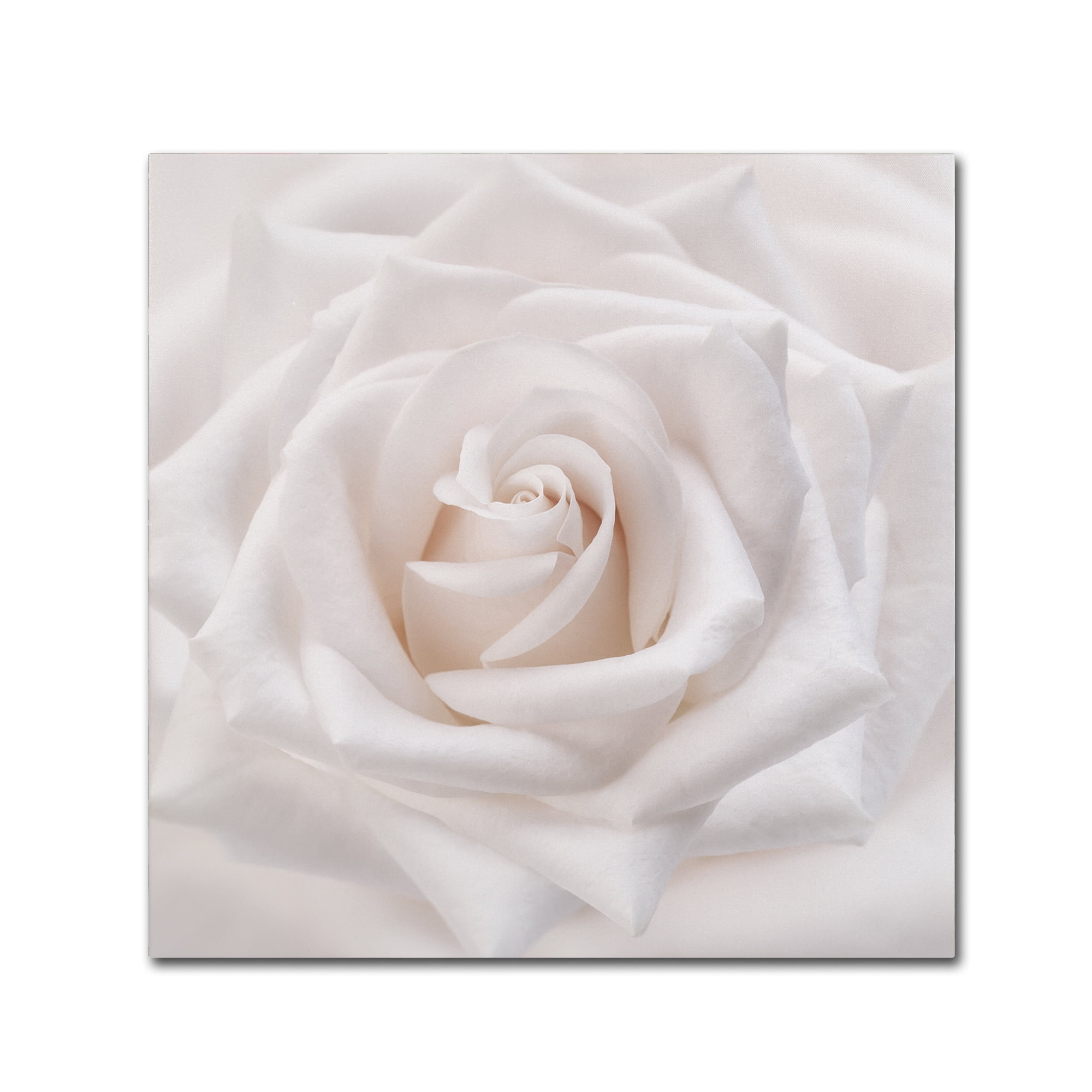 Trademark Fine Art -Cora Niele 'Soft White Rose' Canvas Art