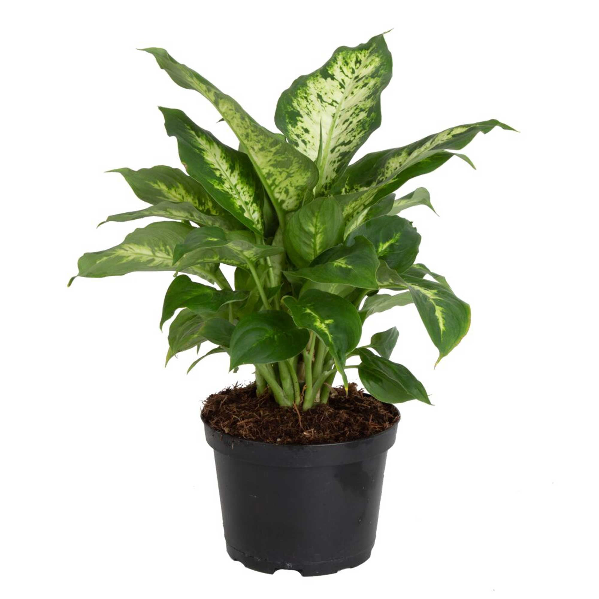 Costa Farms 12" Tall Dieffenbachia, Bright Indirect Sunlight, Indoor Live House Plants, Grow Pot