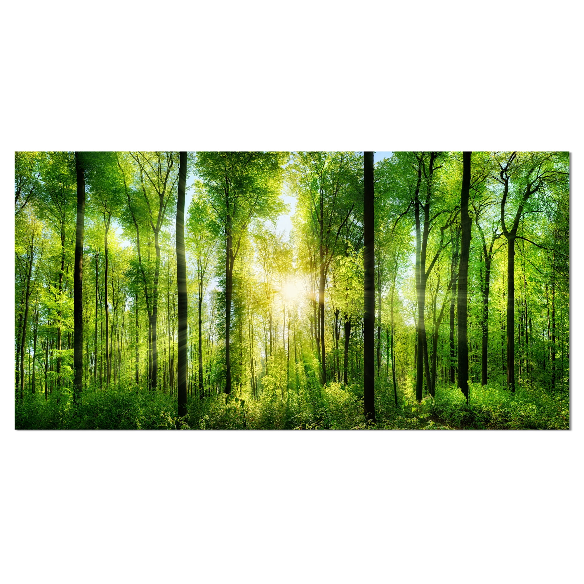 Designart 'Forest with Rays of Sun Panorama ' Landscape Art Print Canvas