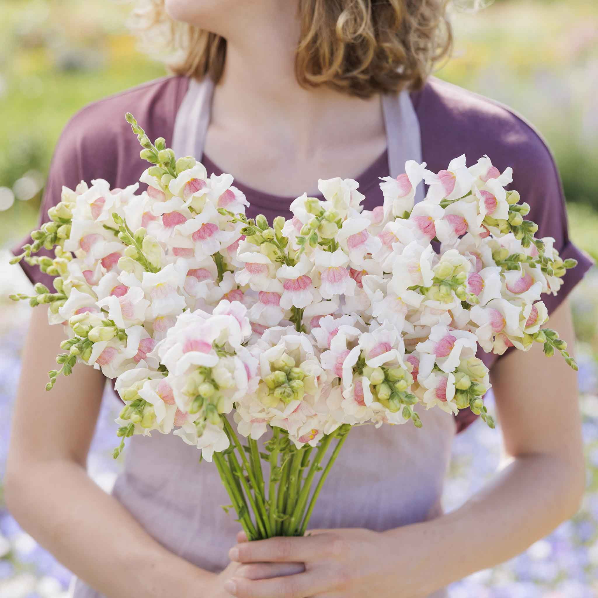 Eden Brothers Snapdragon Seeds - Potomac Appleblossom