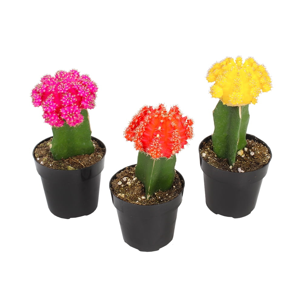 Altman Specialty Plants Live Cactus Plant in Nursery Pot