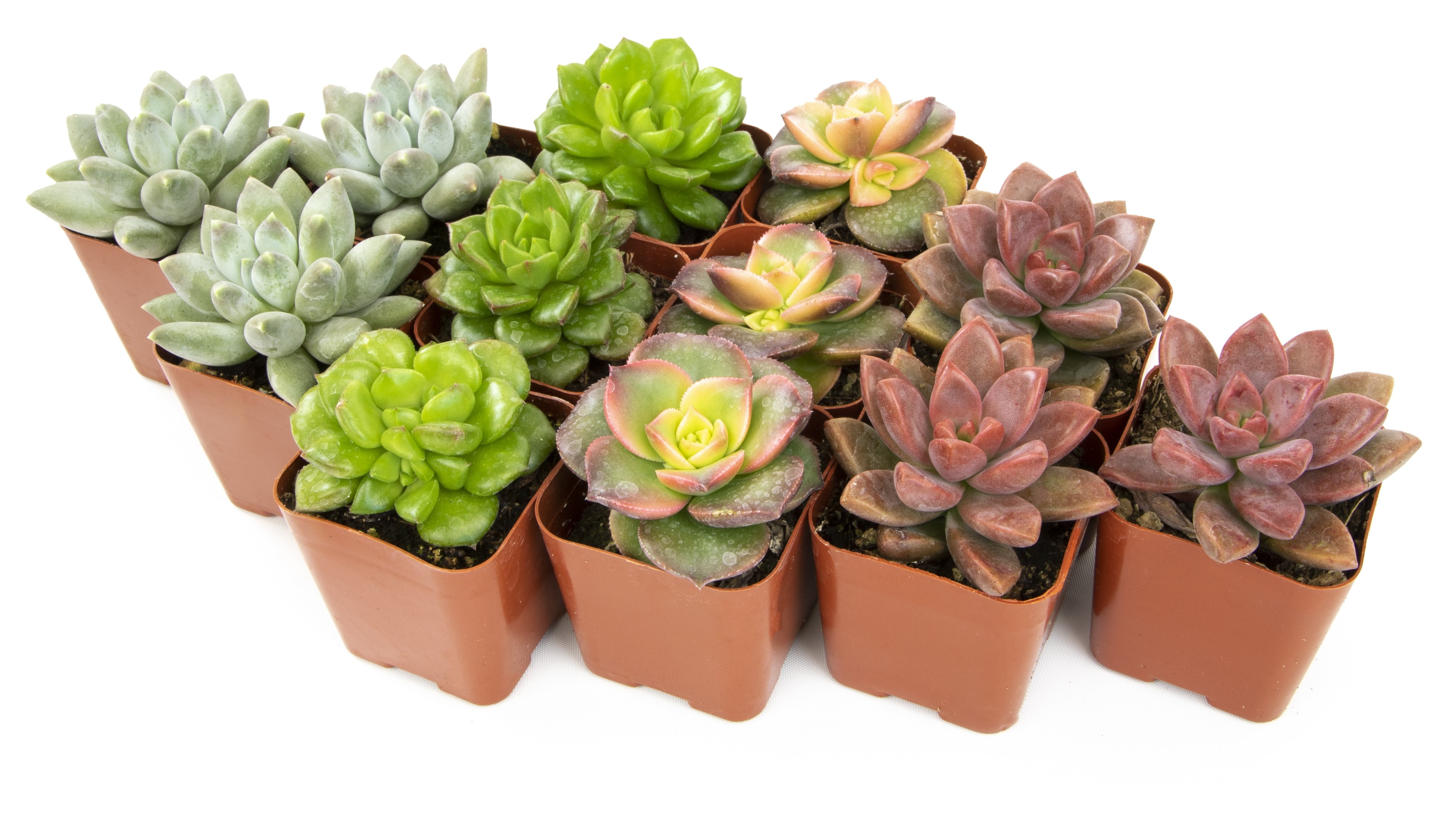 Element by Altman Plants 2" Multi-color Succulent Live Plants (12 Pack)