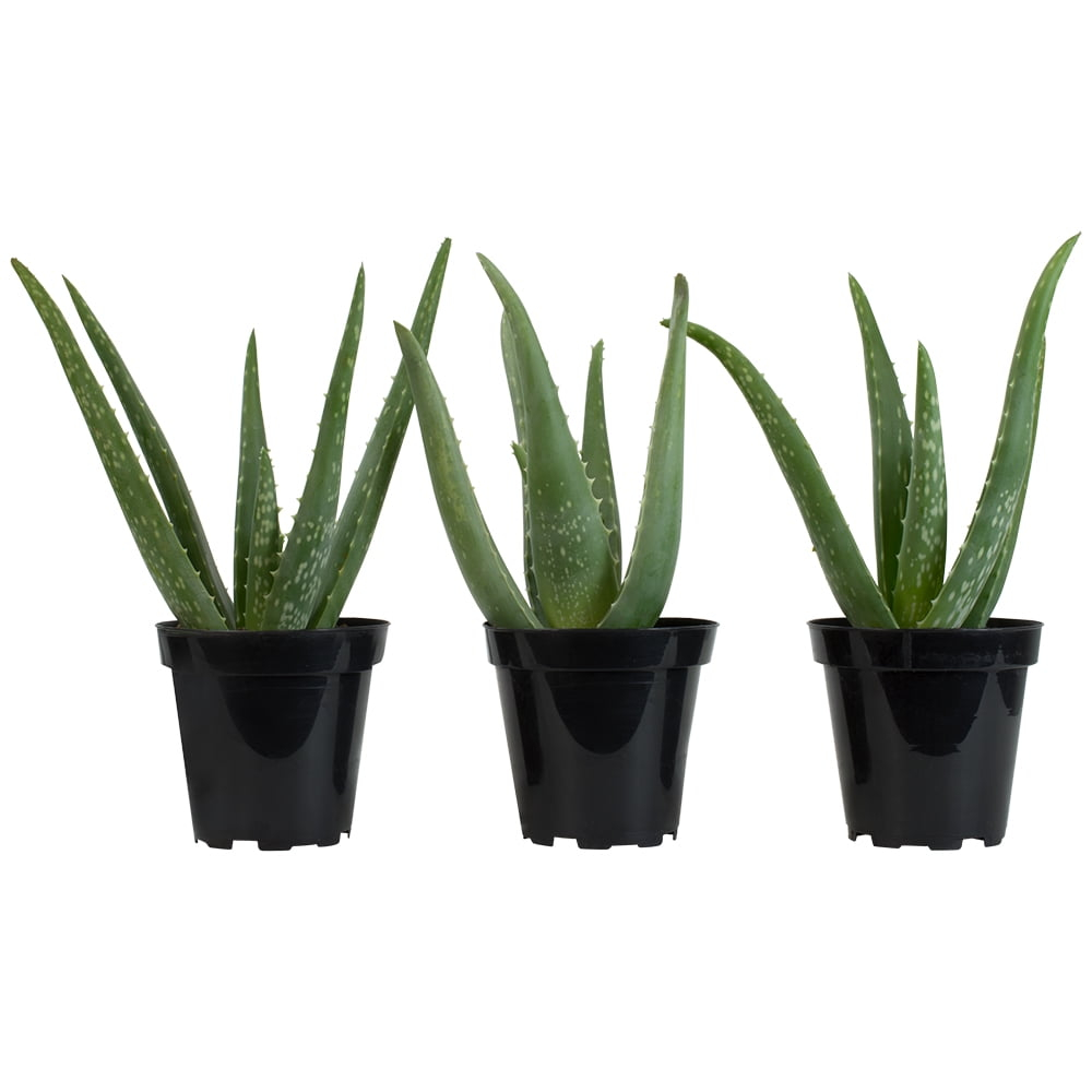 Element by Altman Plants Aloe Vera Succulent 3PK - Live House Plants - 3.5 in Grower Pot