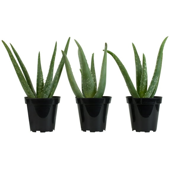 Element by Altman Plants Aloe Vera Succulent 3PK - Live House Plants - 3.5 in Grower Pot
