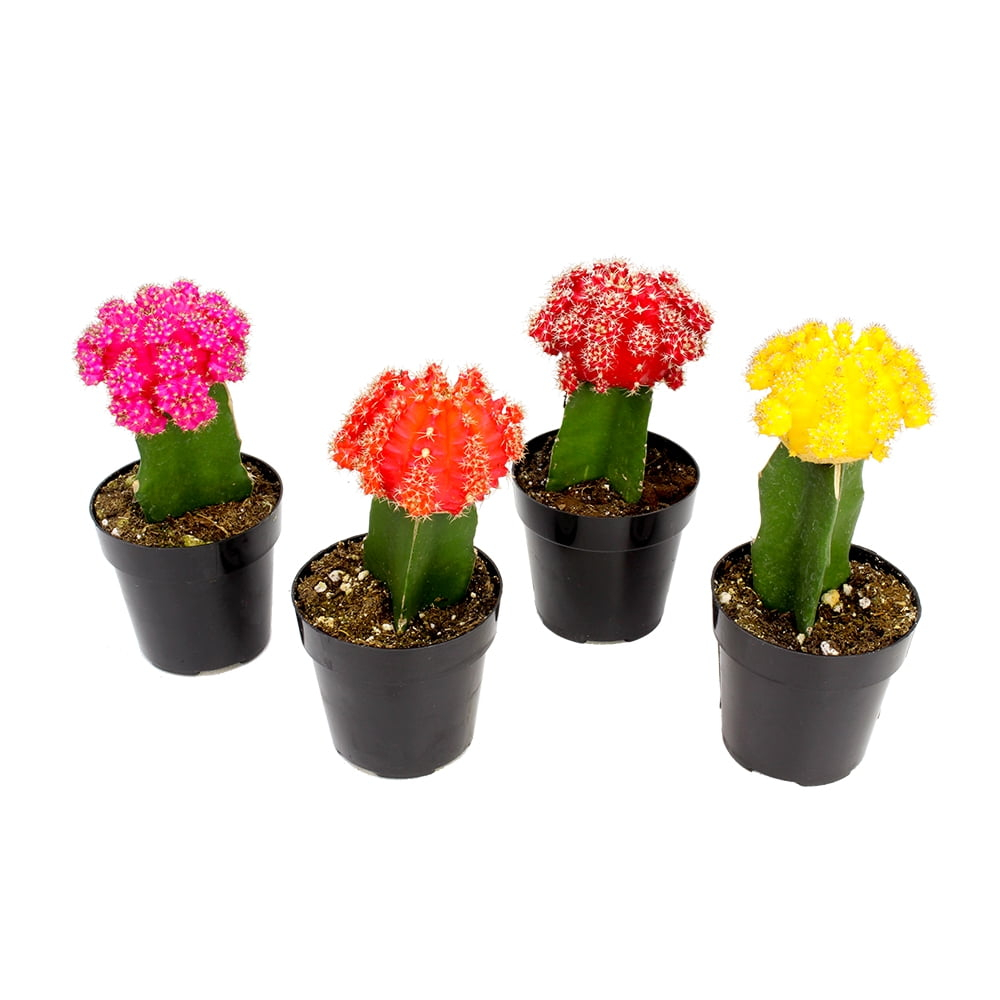 Altman Specialty Plants Live Cactus Plant in Nursery Pot