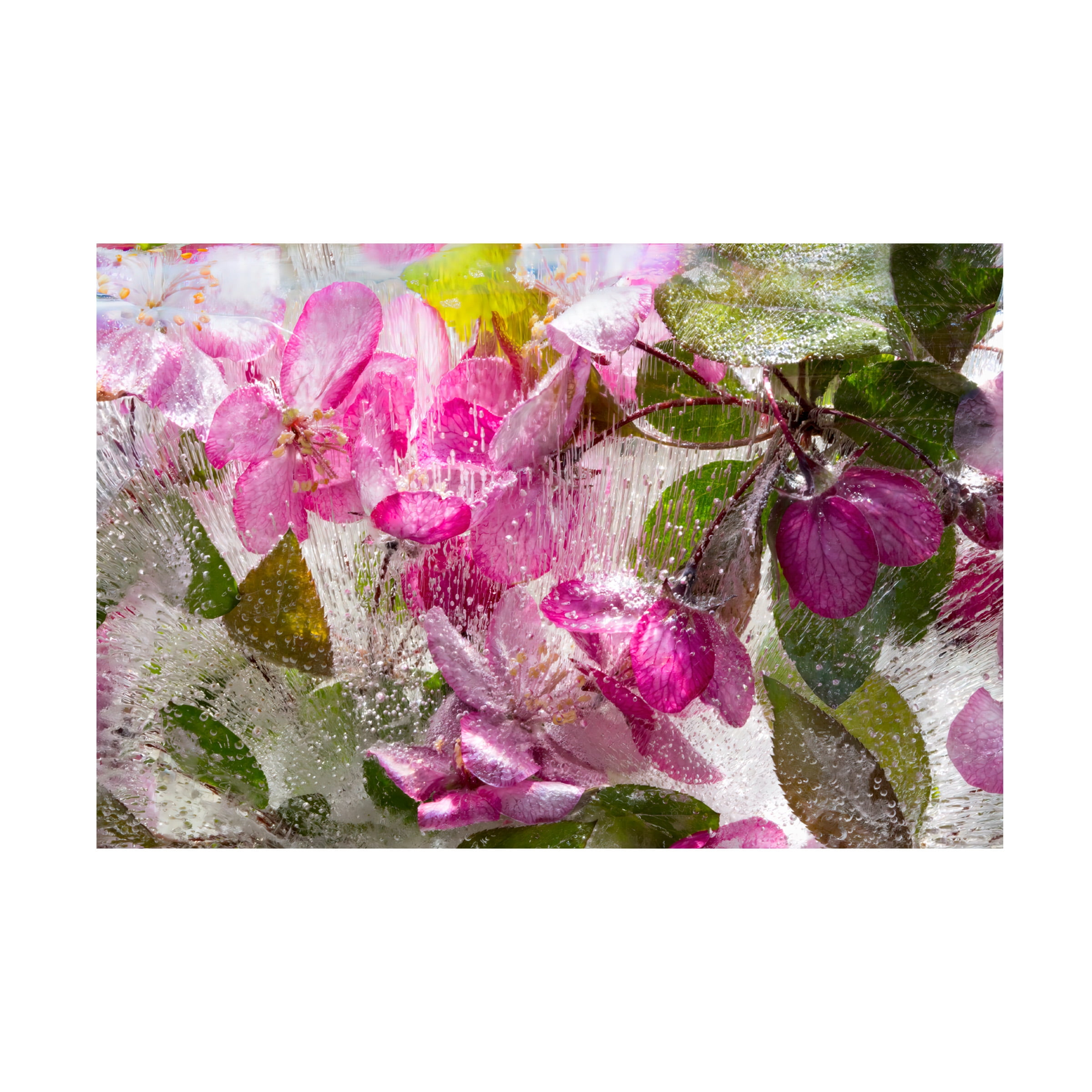 Elizabeth Bruders 'Facing Within Fuschia Peony in Ice' Canvas Art