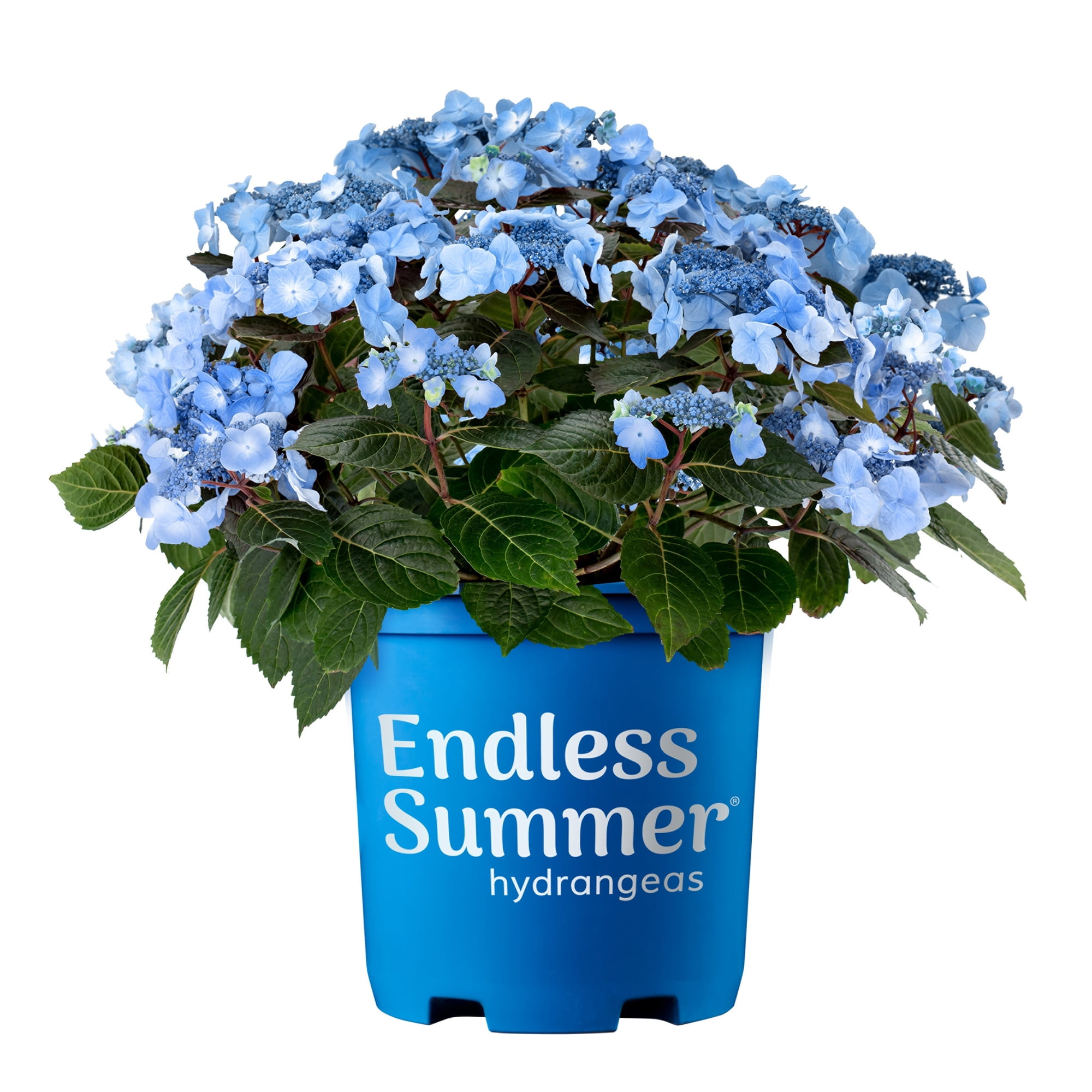 Endless Summer Pop Star Reblooming Hydrangea Live Shrub in 2-Gallon Grower Pot