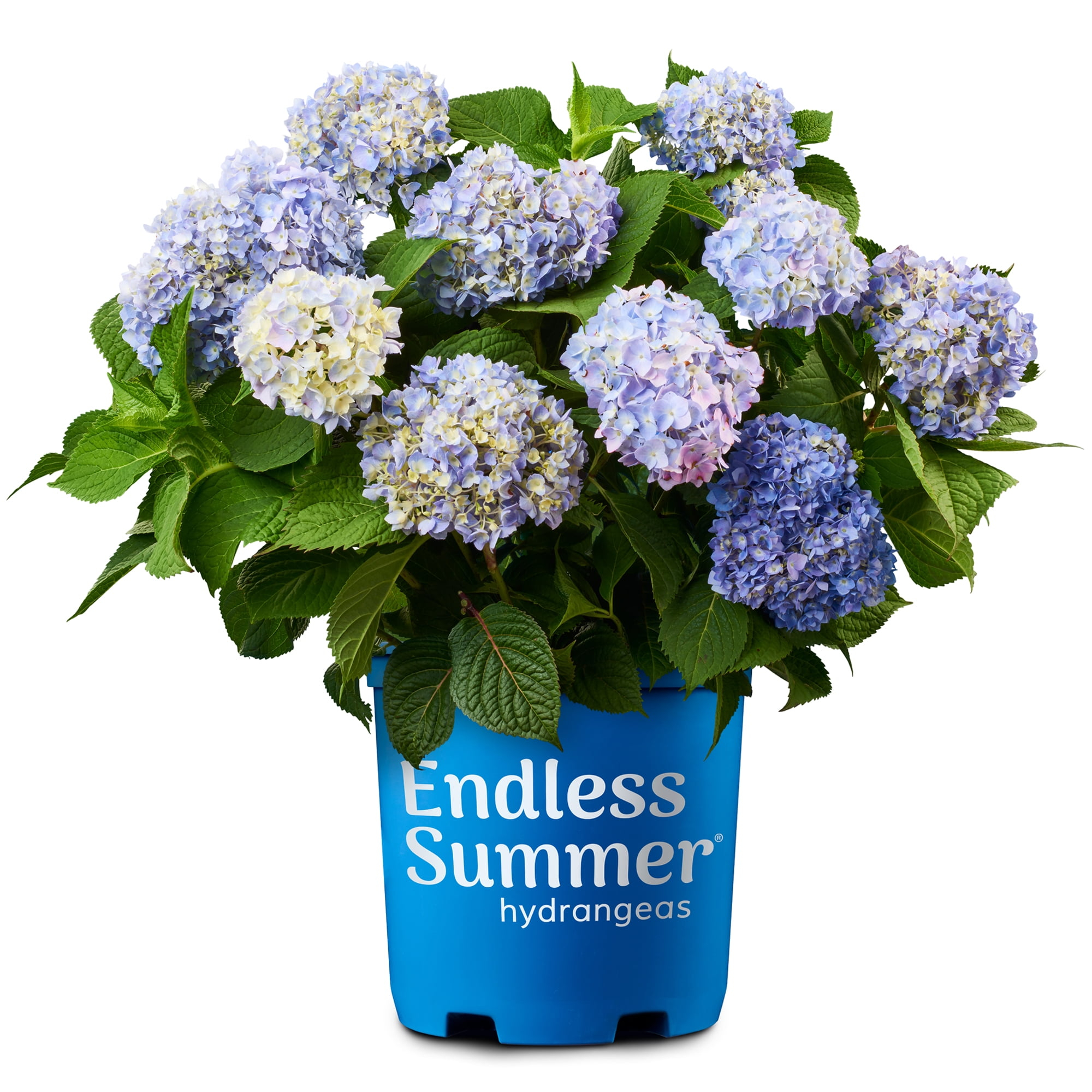 Endless Summer The Original Reblooming Hydrangea Live Shrub in 2-Gallon Grower Pot