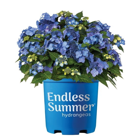 Endless Summer Pop Star Reblooming Hydrangea Live Shrub in 2-Gallon Grower Pot