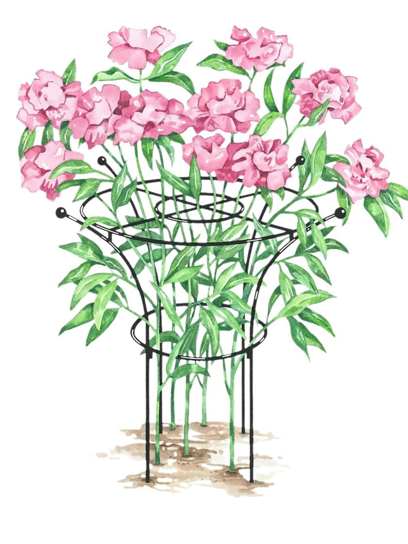 Essex Plant Supports