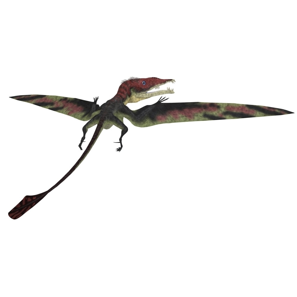 Eudimorphodon was a pterosaur that lived during the Triassic Period Poster Print (20 x 10)