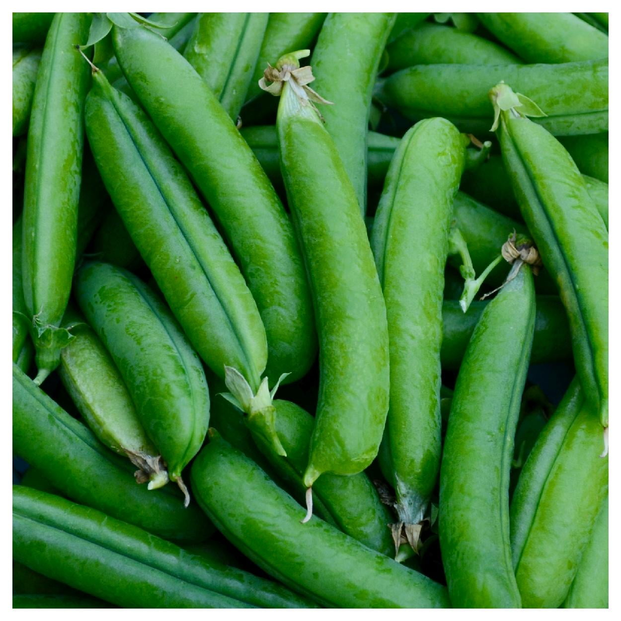 Everwilde Farms - 1 lb Little Marvel Garden Pea Seeds - Gold Vault Bulk Seed Packet