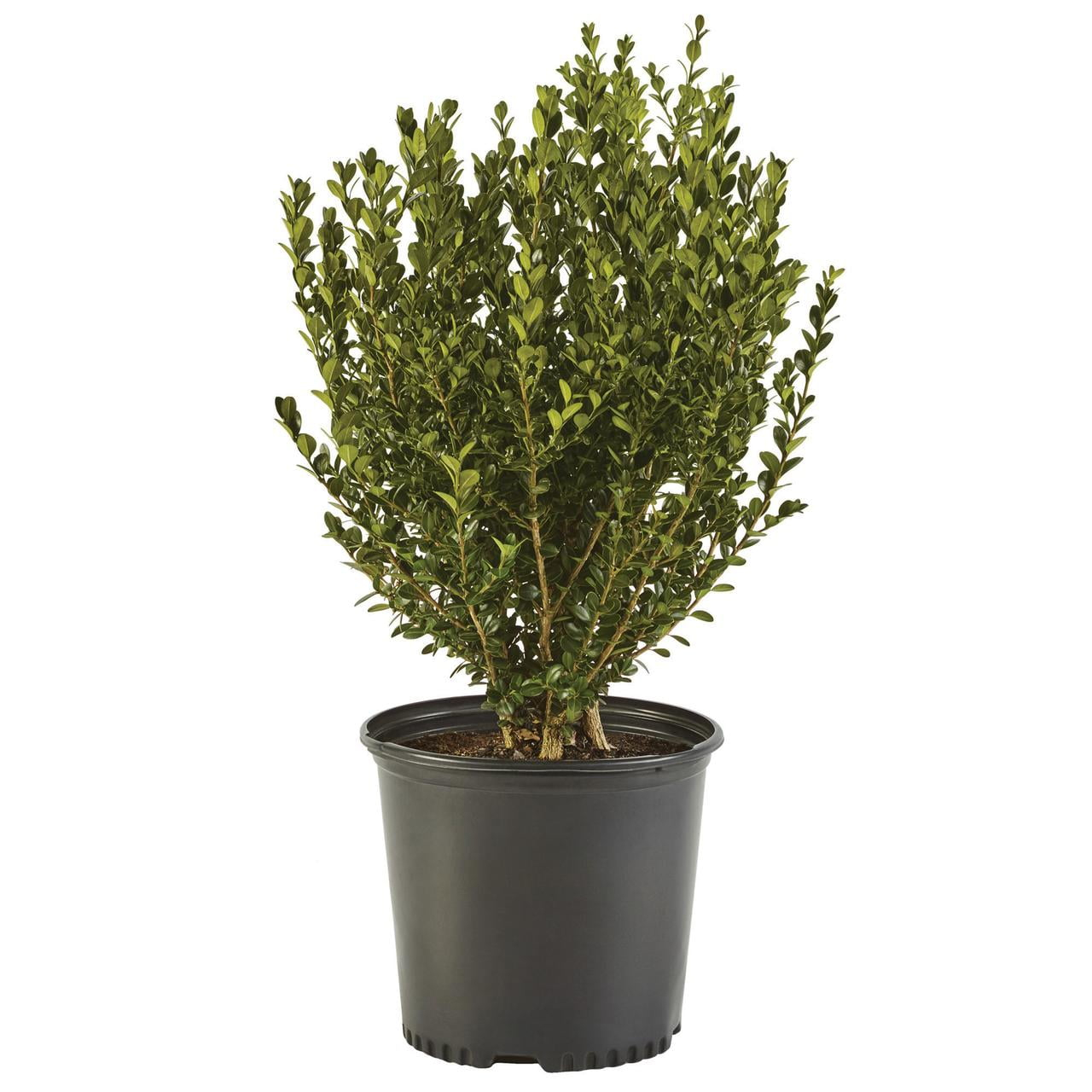 Expert Gardener 1 Gallon Wintergreen Boxwood Live Shrub