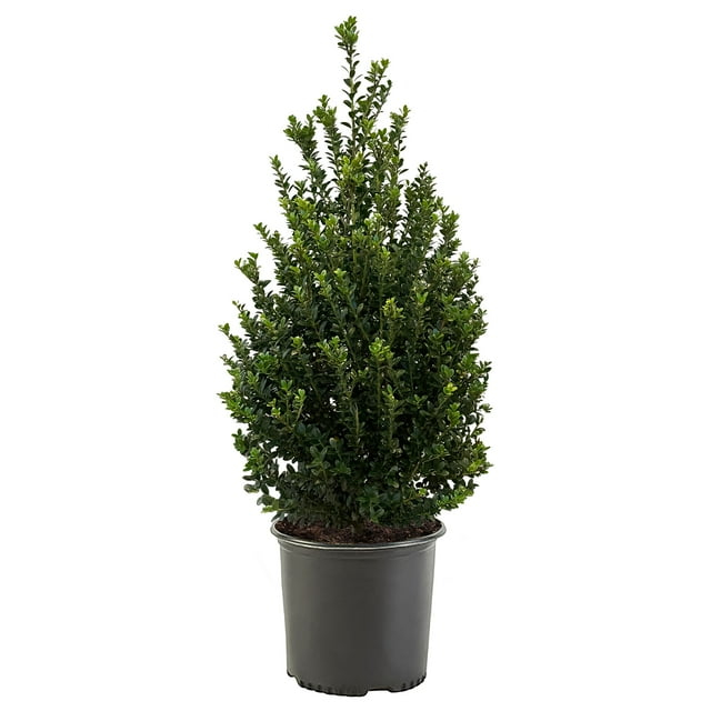 Expert Gardener 3 Gallon Holly Steeds Upright Japanese (Ilex) Live Shrub