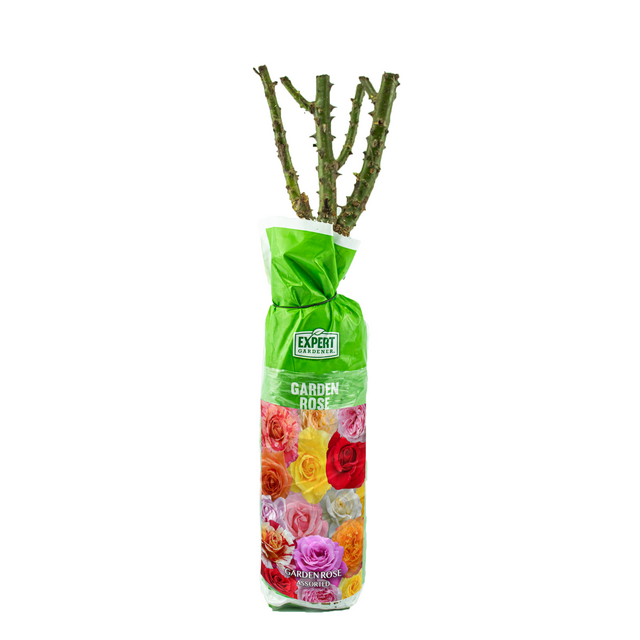 Expert Gardener Dormant Packaged Garden Rose Live Shrub (1-Each)