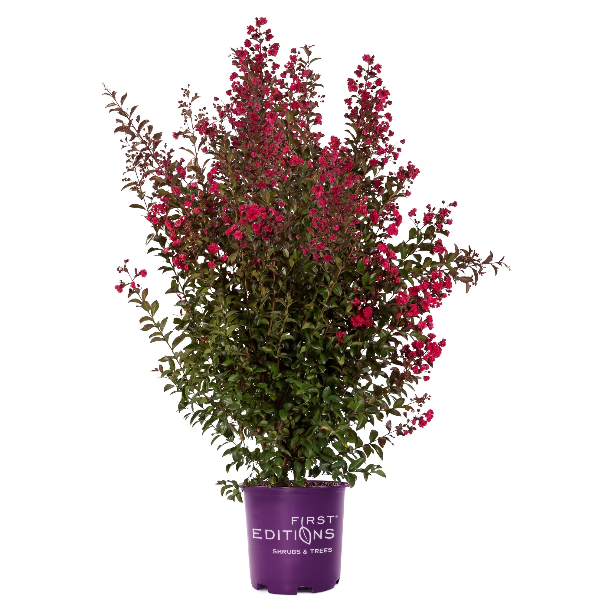 First Editions Crape Myrtle Ruffled Red Magic Live Shrub (2 Gallon)