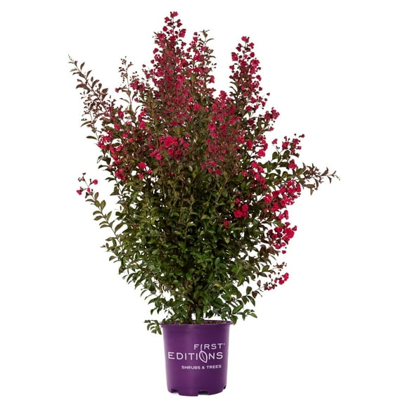 First Editions Crape Myrtle Ruffled Red Magic Live Shrub (2 Gallon)