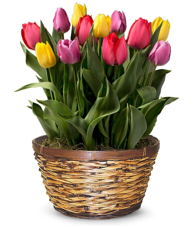 From You Flowers - Rainbow Tulip Bulb Garden for Birthday, Anniversary, Get Well, Congratulations, Thank You, All Occasions