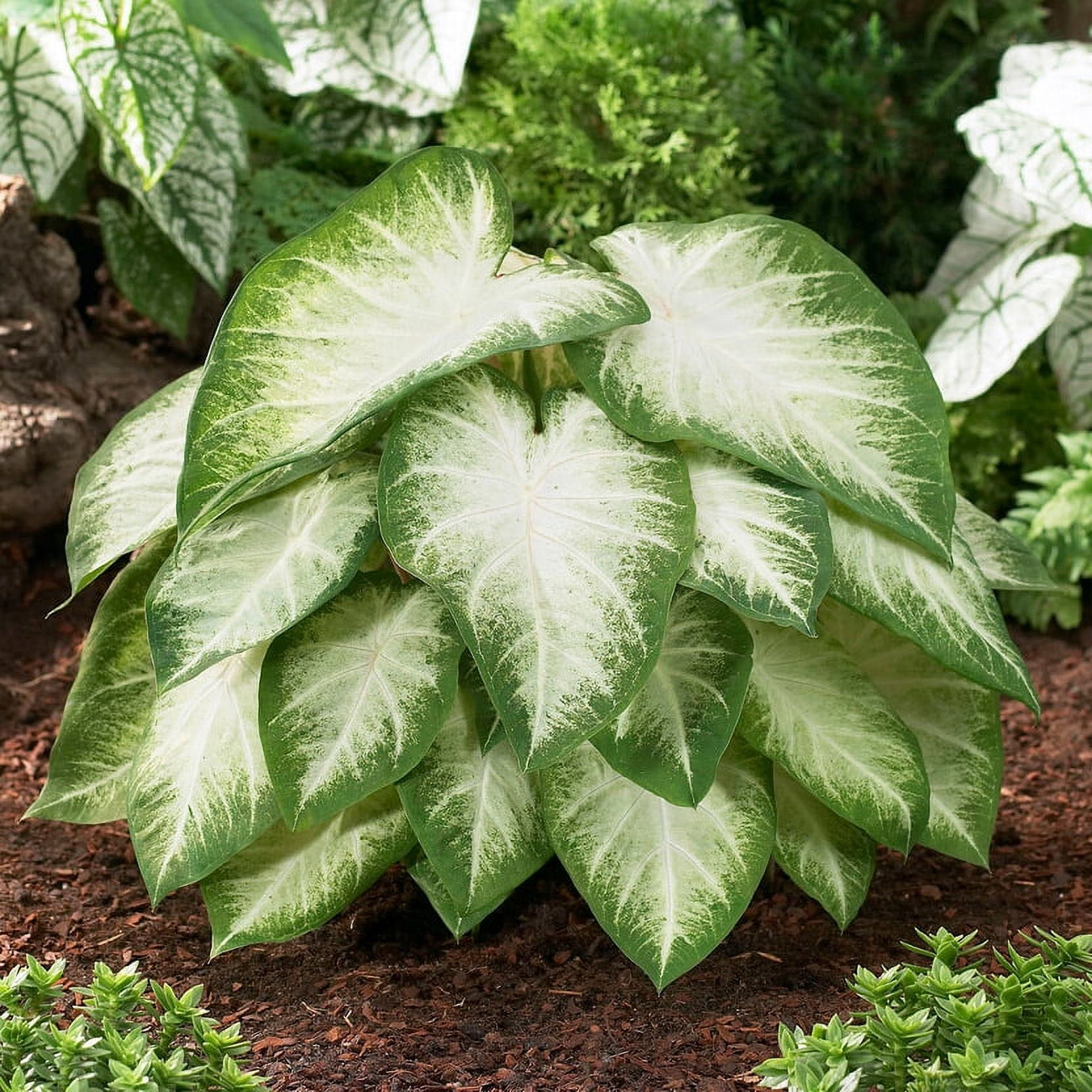 Garden State Bulb Aaron White Caladium Bulbs, Bare Roots (Bag of 10)