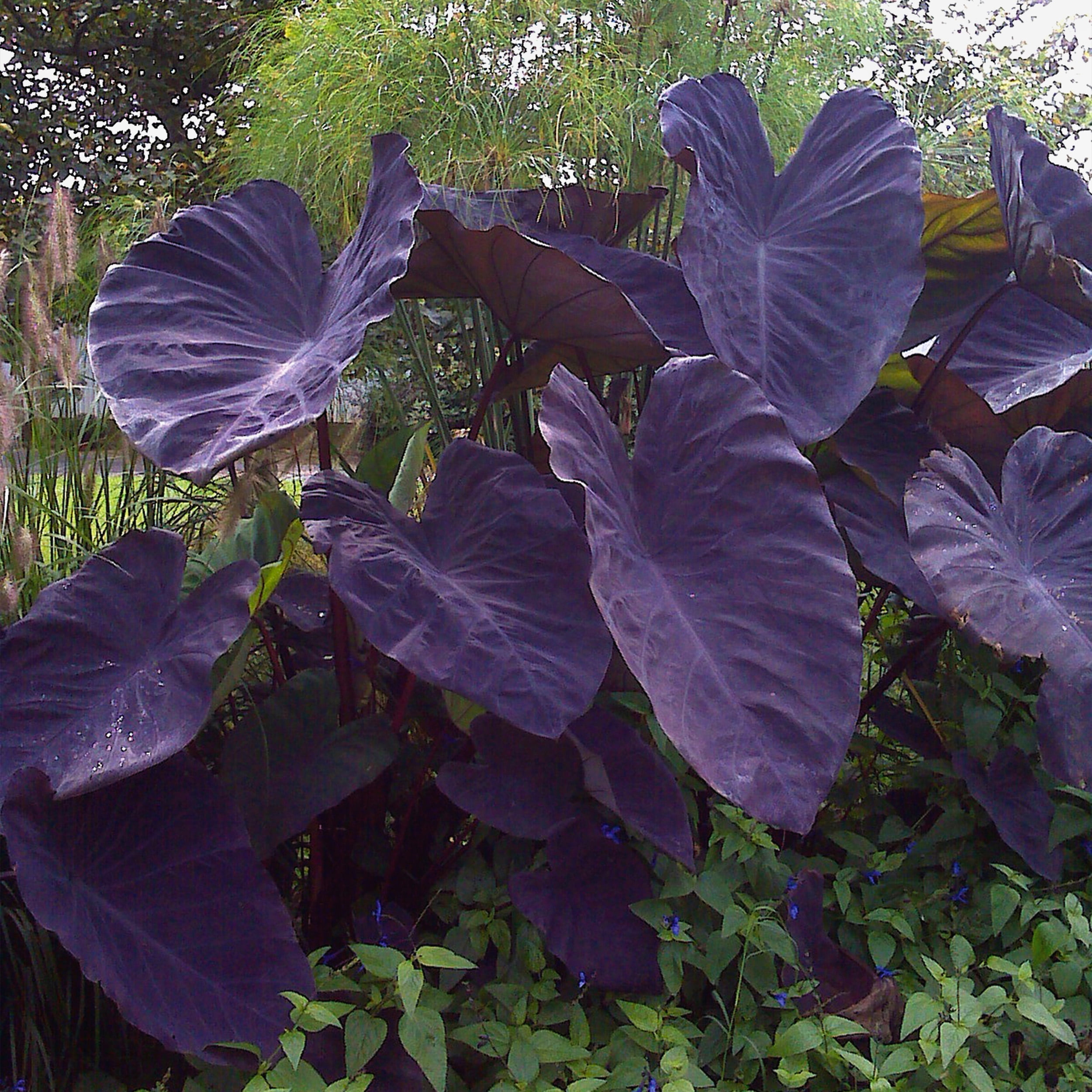 Garden State Bulb Premium Black Magic Elephant Ear Bulbs, 5/7 inches (Bag of 3) Spring Planting
