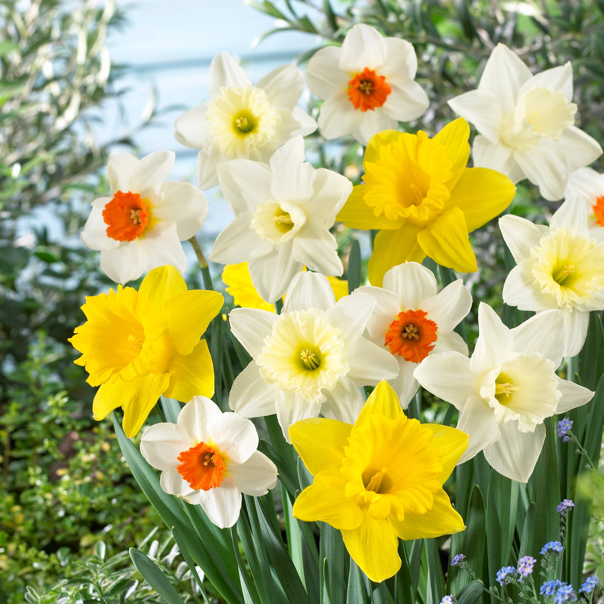 Garden State Bulb Naturalizing Mixed Daffodil Flower Bulbs, 12/14cm (Bag of 25)