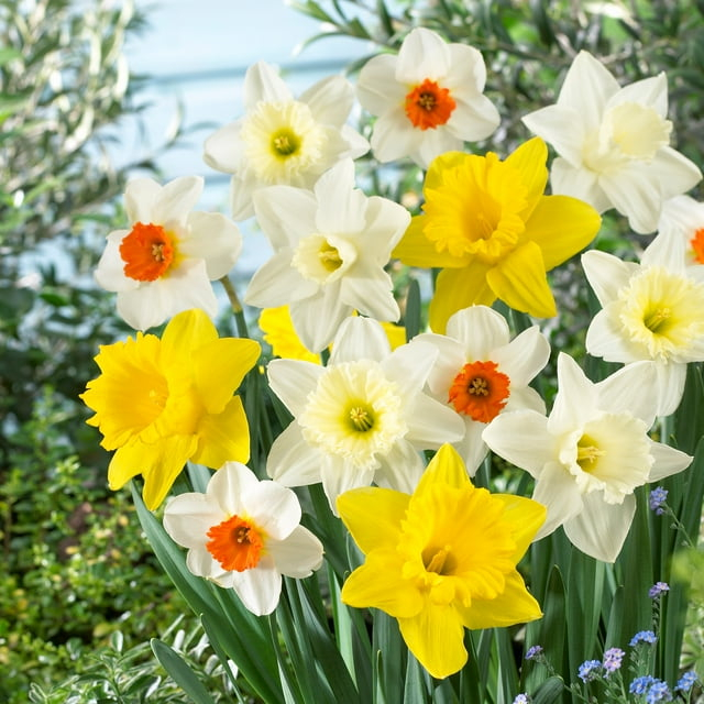 Garden State Bulb Naturalizing Mixed Daffodil Flower Bulbs, 12/14cm (Bag of 25)