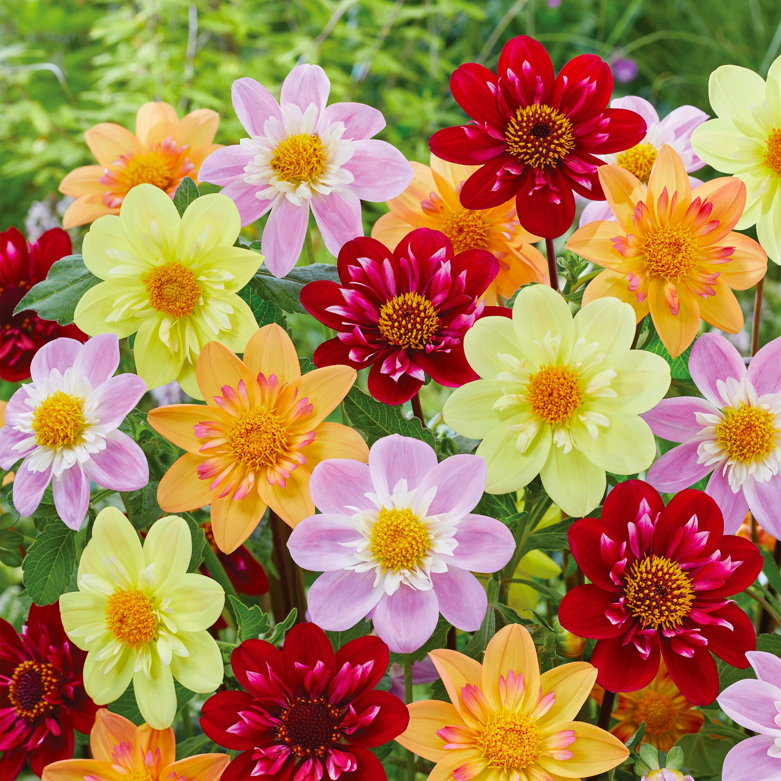 Garden State Bulb Multicolor Topmix Single Mix Dahlia Flower Bulbs, Spring Planting (Bag of 12)