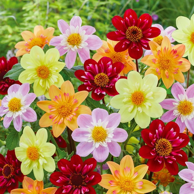 Garden State Bulb Multicolor Topmix Single Mix Dahlia Flower Bulbs, Spring Planting (Bag of 12)