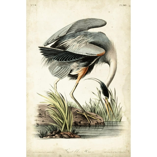 Art.com Great Blue Heron Art Print by John James Audubon, 16" x 24"