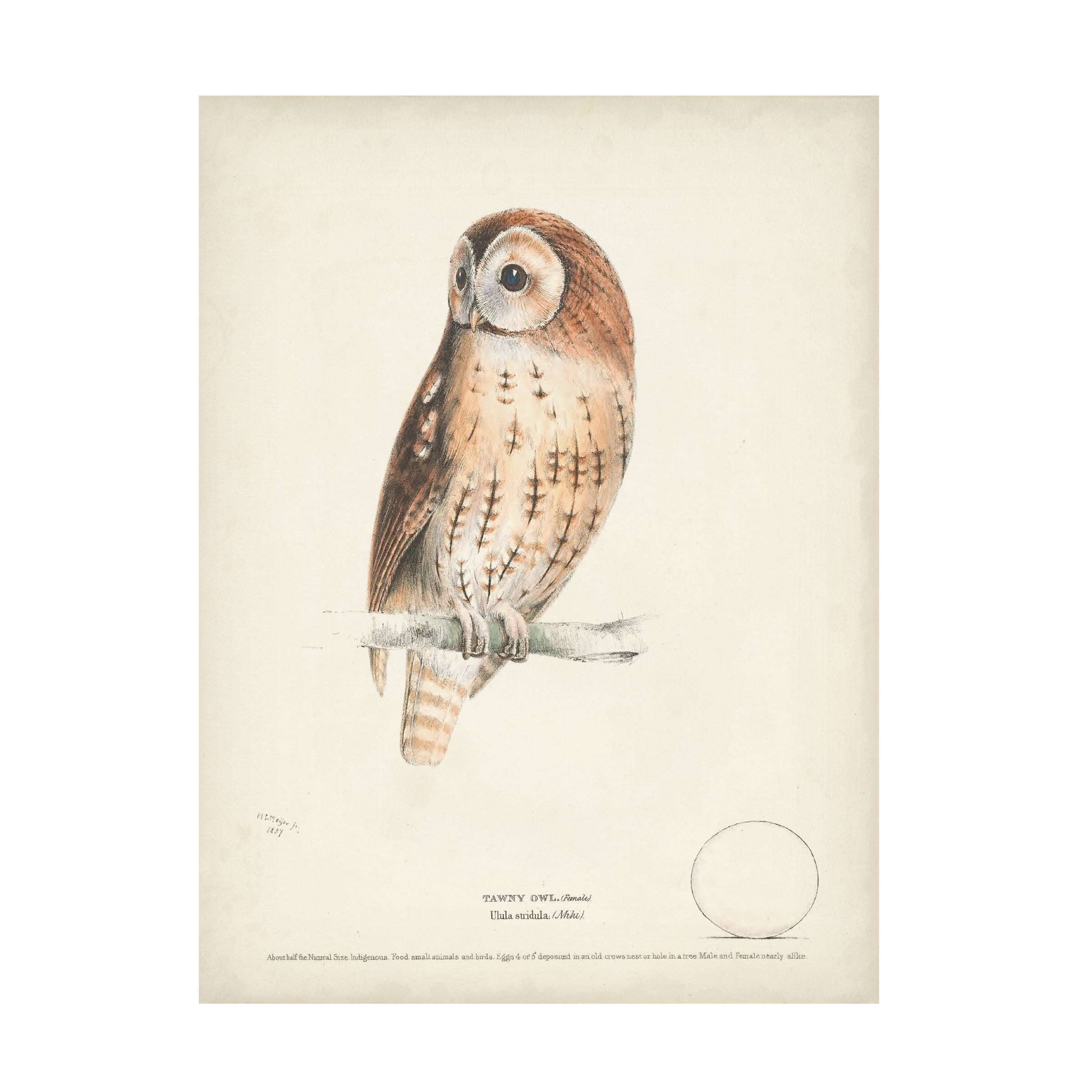 H. L. Meyer 'Tawny Owl' Canvas Art