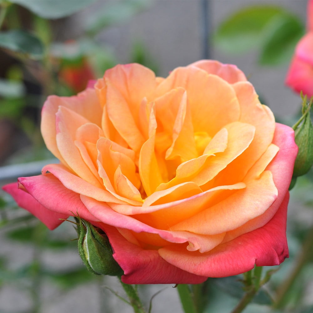 Heirloom Roses Rose Bush - The Joseph's Coat Climbing Plant , Live Plants For Outdoors , Multi Colored Own Root Bushes For Planting , 6+ Hours of Direct Sunlight