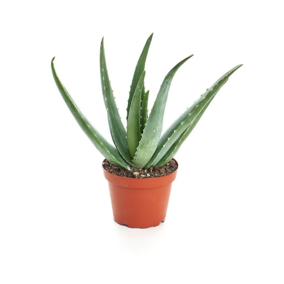 Shop Succulents 4" Aloe Vera Plant