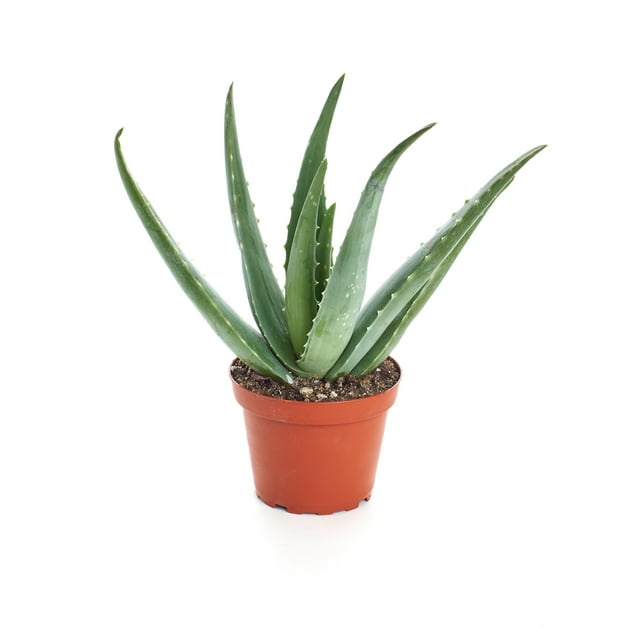 Shop Succulents 4" Aloe Vera Plant
