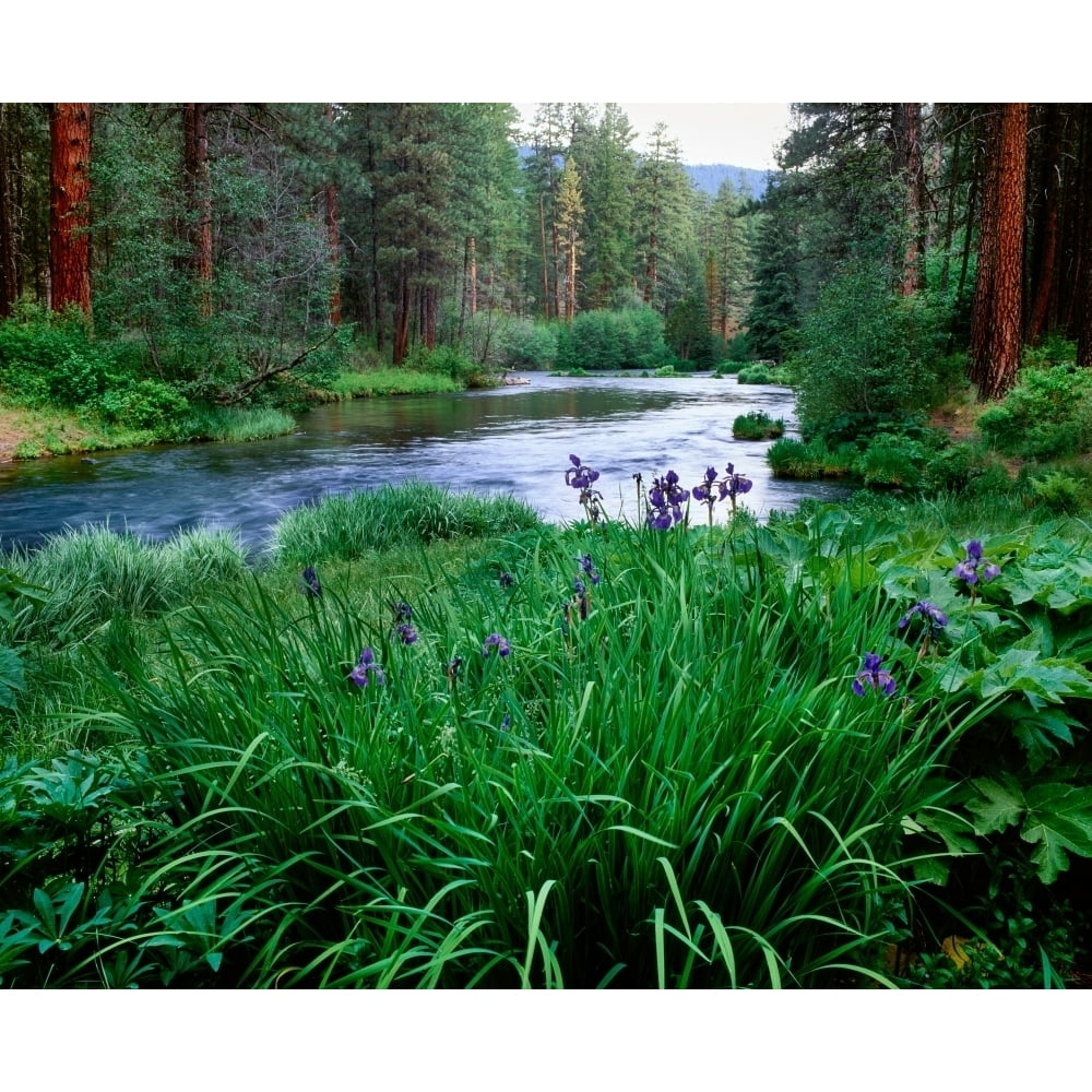 Iris flowers by the Metolius River  Camp Sherman  Deschutes National Forest  Jefferson County  Oregon  USA Print by