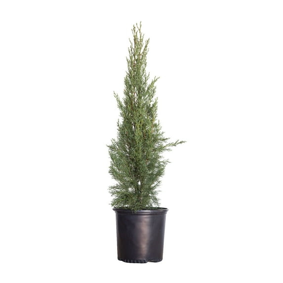 Italian Cypress (2.5 Gallon) Narrow and Upright Evergreen Tree - Full Sun Live Outdoor Plant