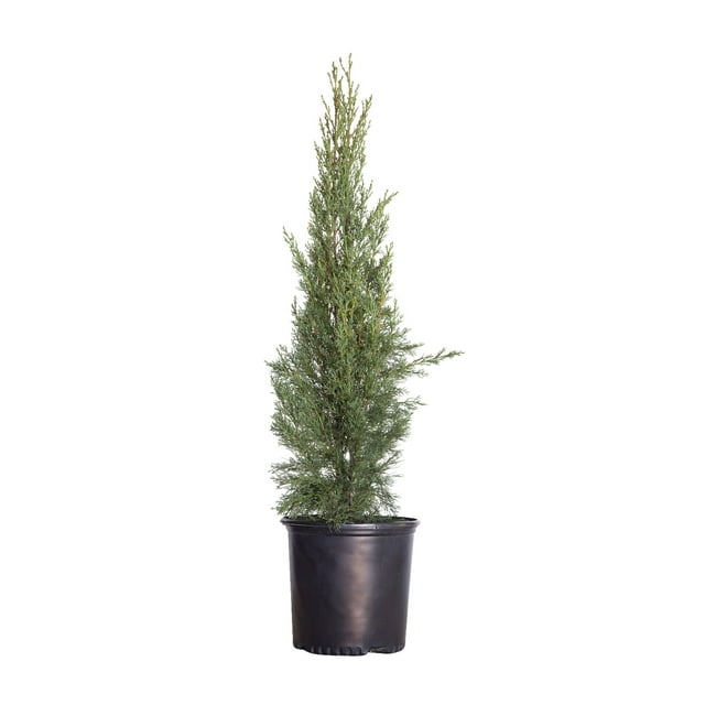 Italian Cypress (2.5 Gallon) Narrow and Upright Evergreen Tree - Full Sun Live Outdoor Plant