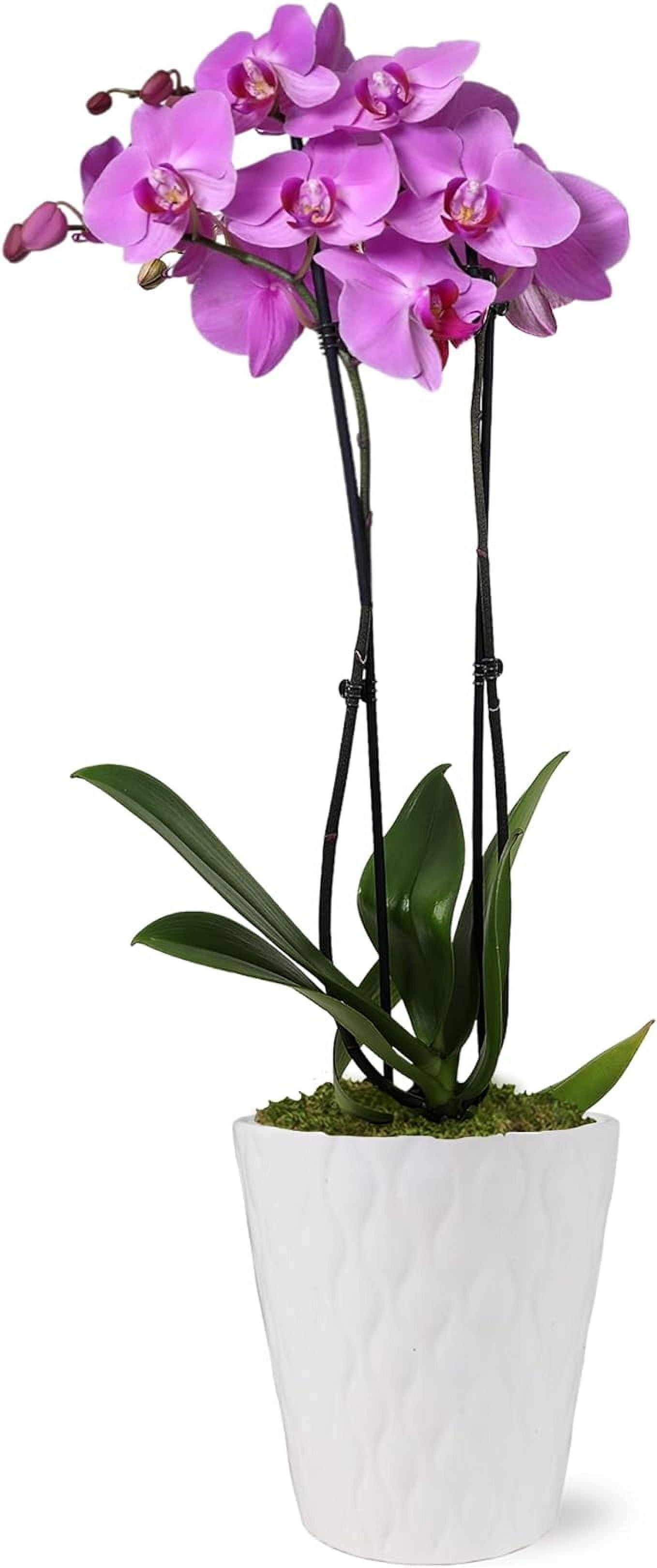 Just Add Ice 16-30" Pink Premium Orchid Live Plant in 5" White Ceramic Pot, House Plant