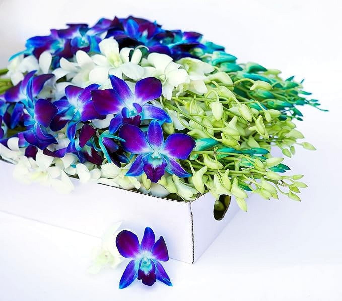 KaBloom : 40 Blue-white Dendrobium Orchids Next-Day Delivery, Gift for Every Occasion.