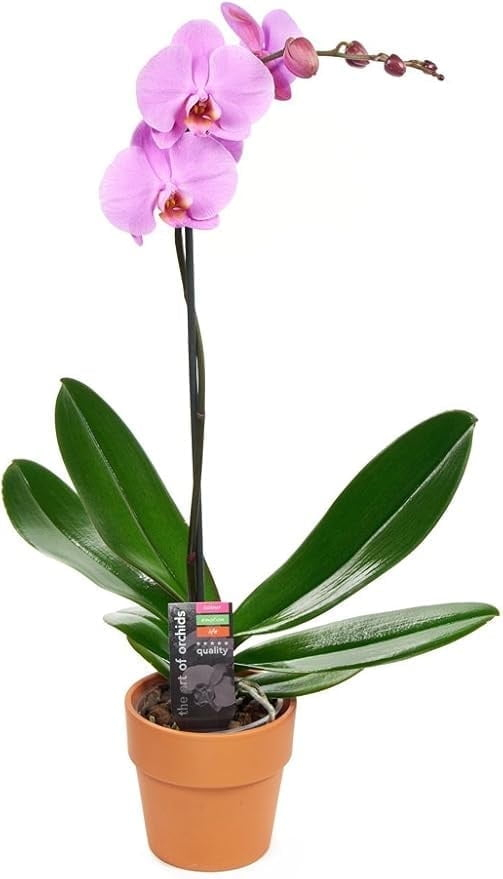 KaBloom : One Phalaenopsis Purple Orchid Plant (1 ) in a 5-inch Pot, Next-Day Delivery.